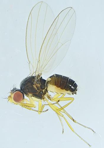 Réf. 316 471 : Scaptomyza pallida